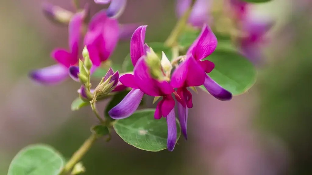 秋の七草萩の花の画像