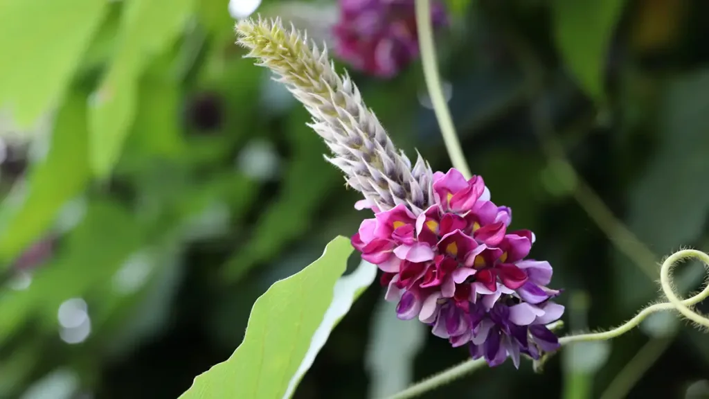 秋の七草葛の花