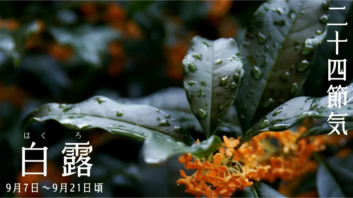 二十四節気-白露-梅雨に濡れるオレンジの小花