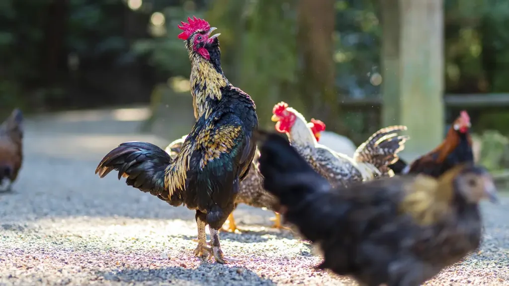 大寒の鳴く雄鶏の画像