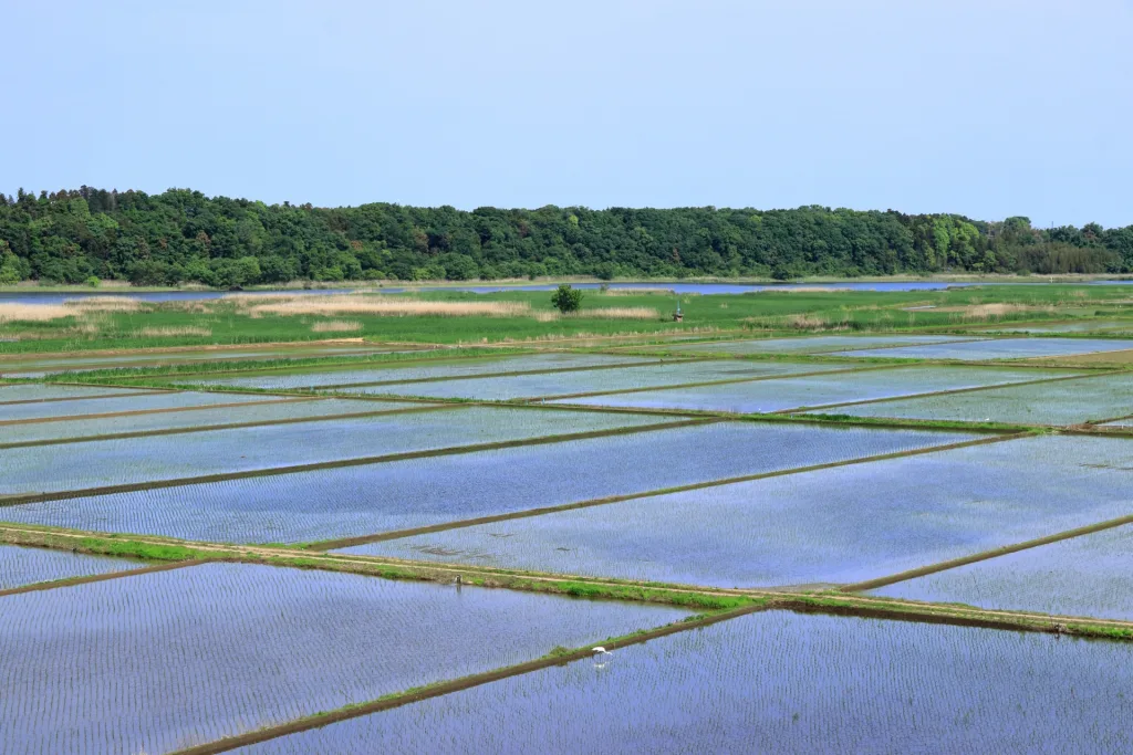 二十四節気・雨水・水田の画像