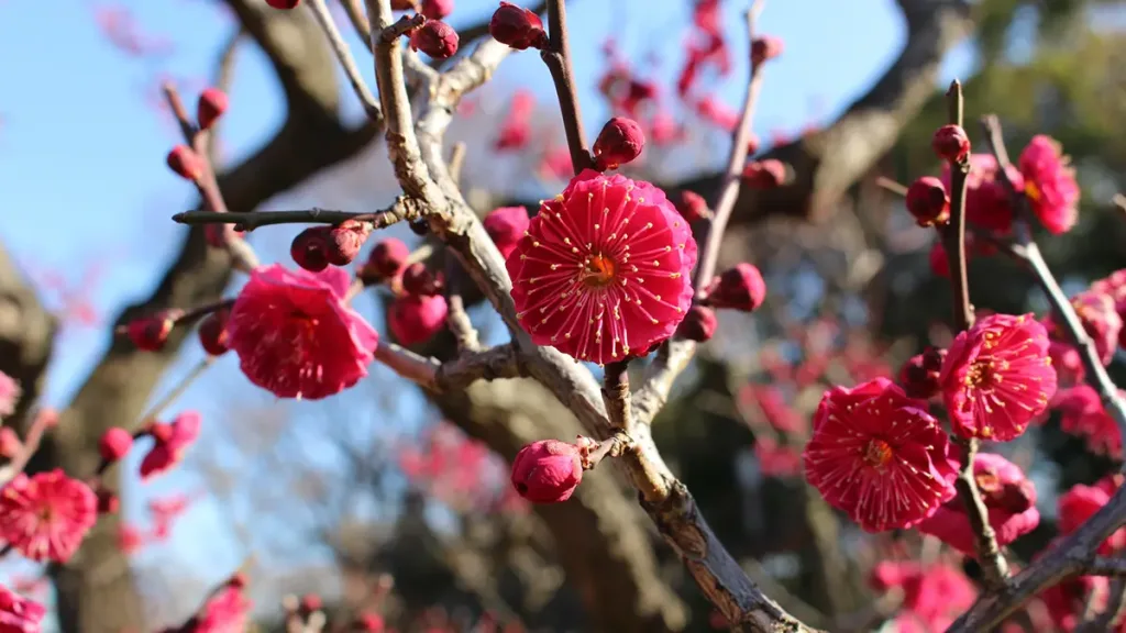 梅の花の画像