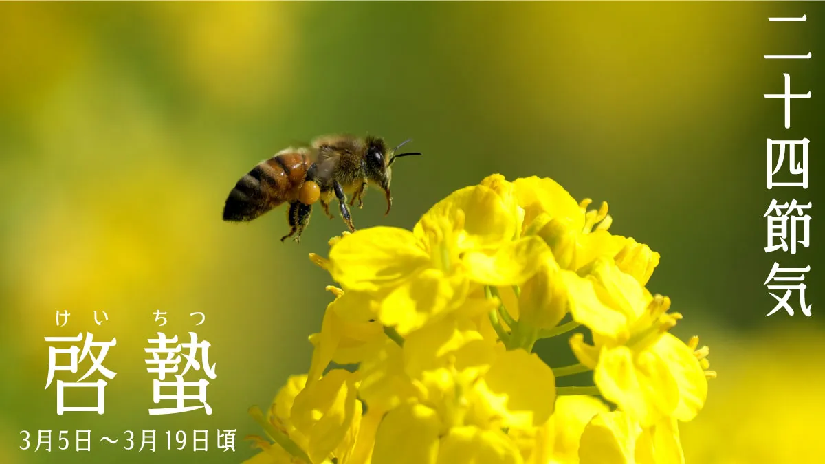 菜の花とミツバチ啓蟄の画像