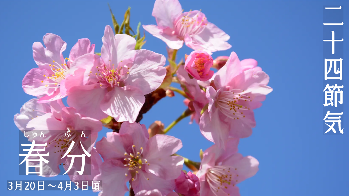 二十四節気春分の桜の花の画像