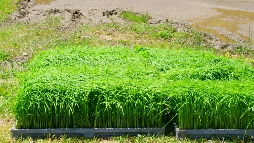 穀雨の田植えの前の稲の画像