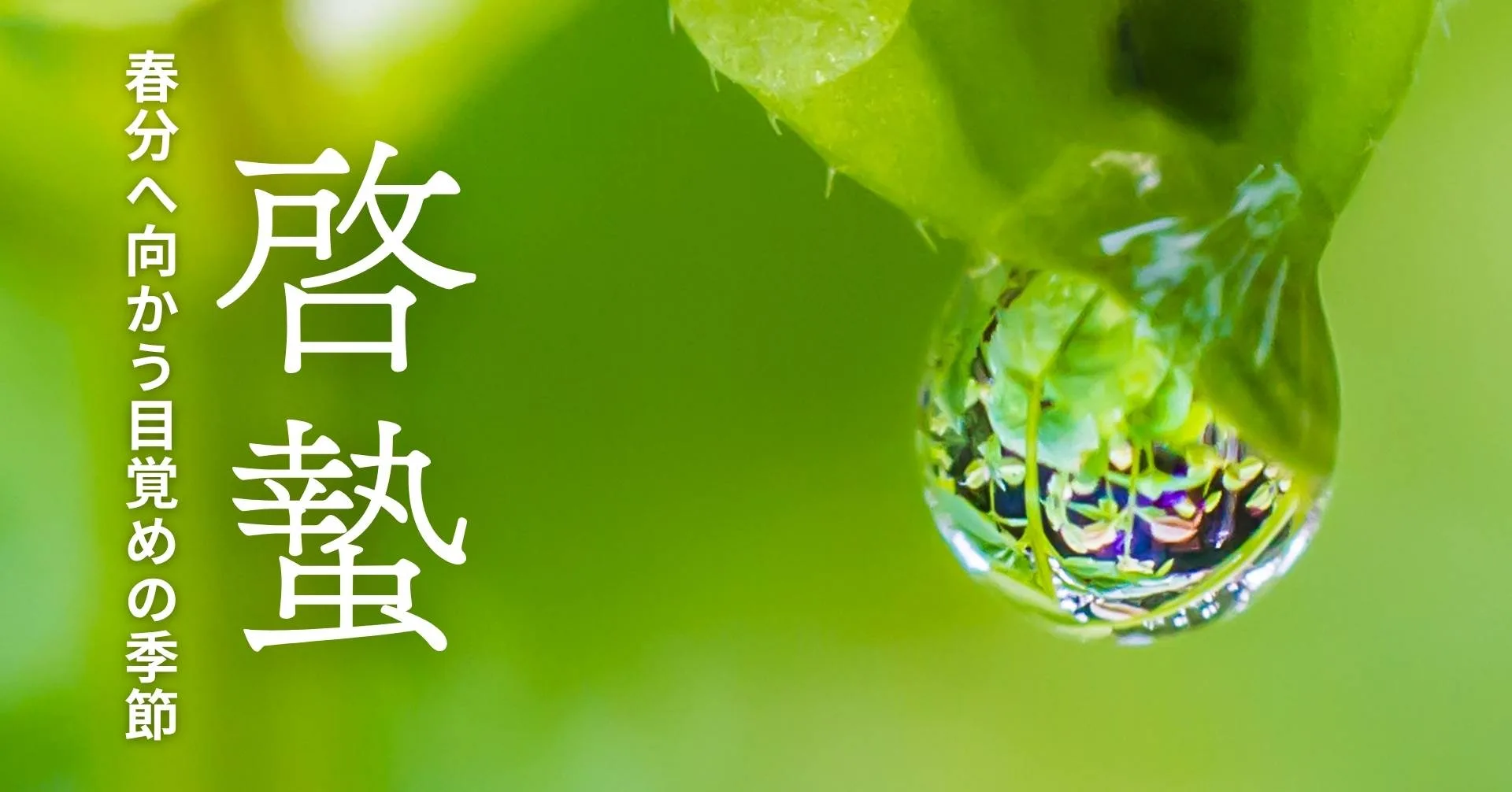 啓蟄の頃の雫