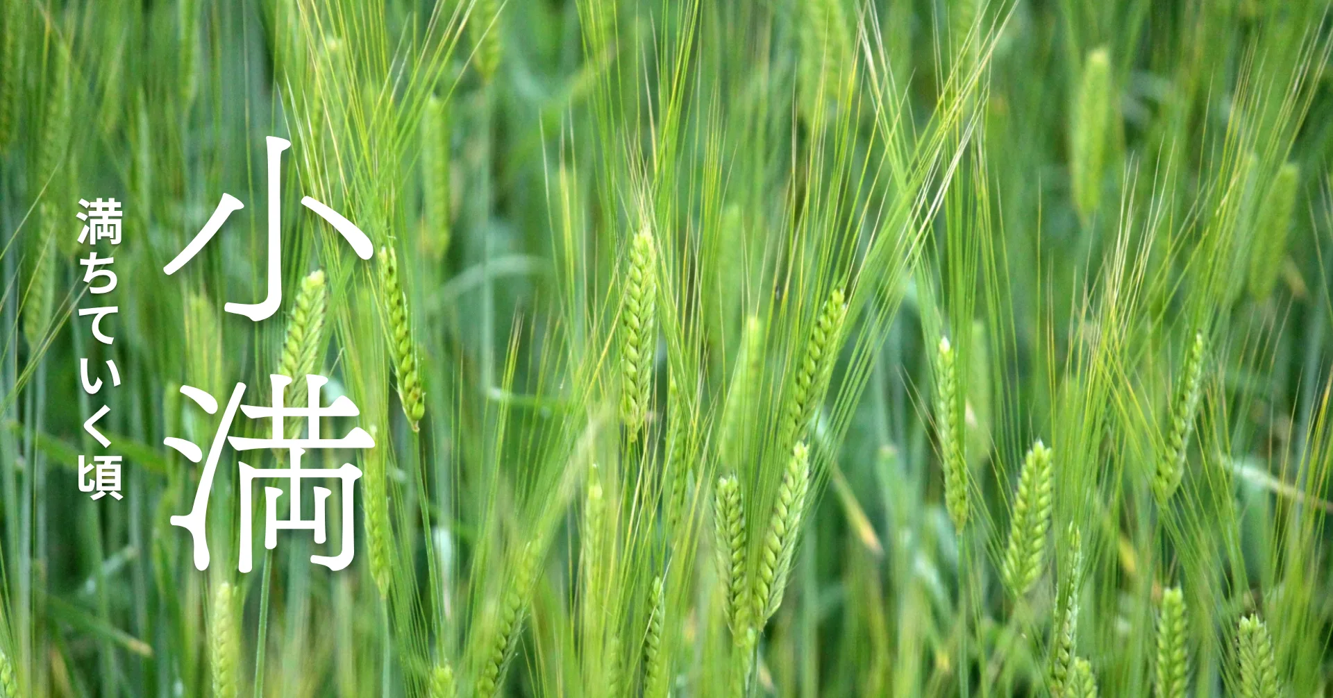 小満の頃の麦畑