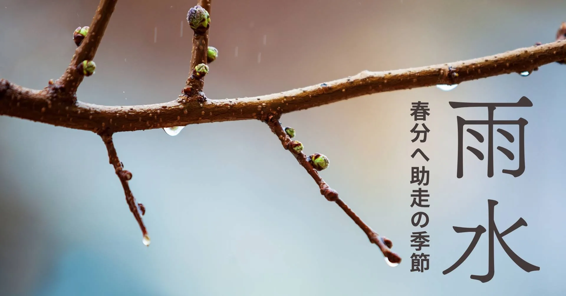 雨水の頃の木の芽
