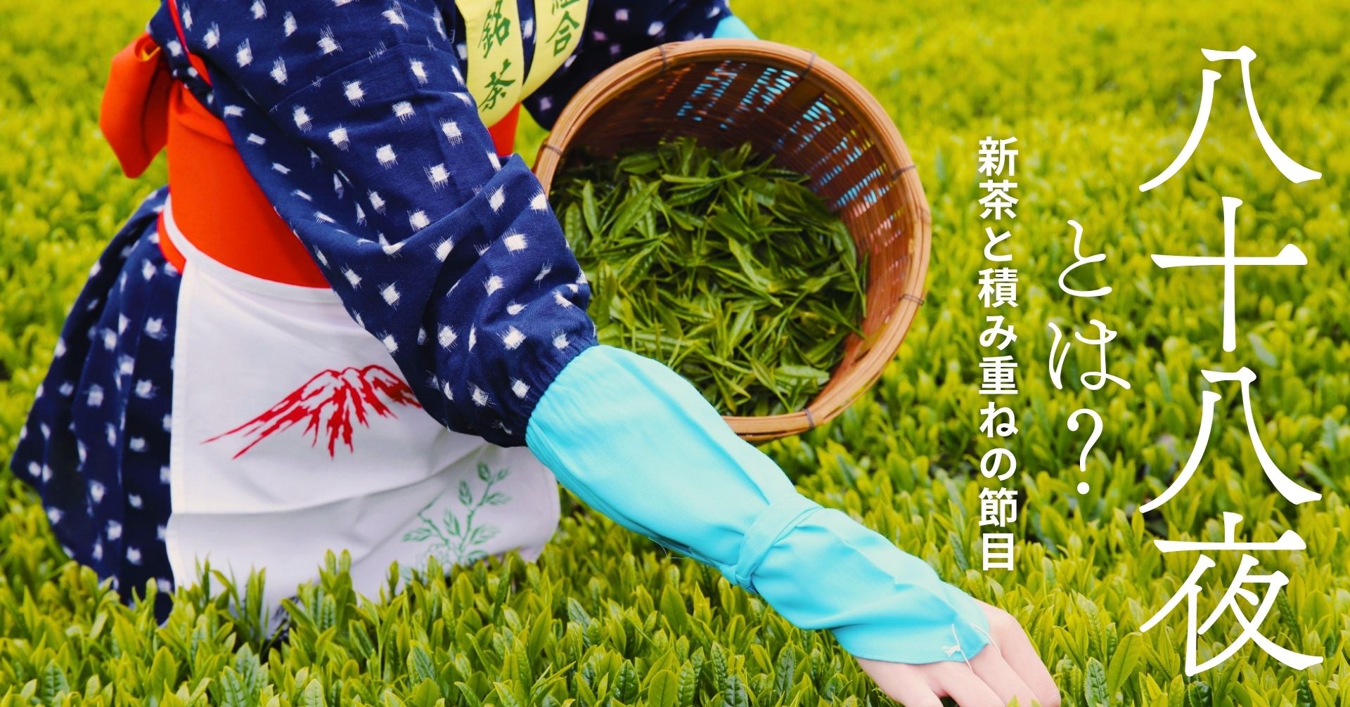 八十八夜の茶摘みの画像