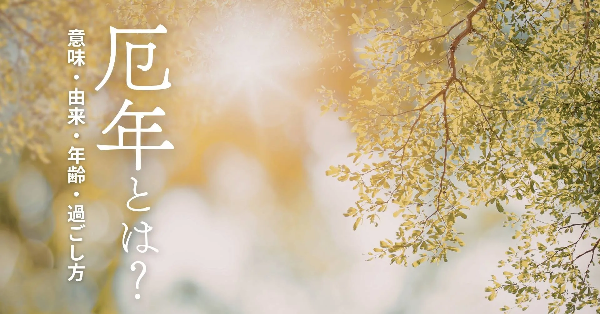 厄年の木漏れ日のイメージ画像