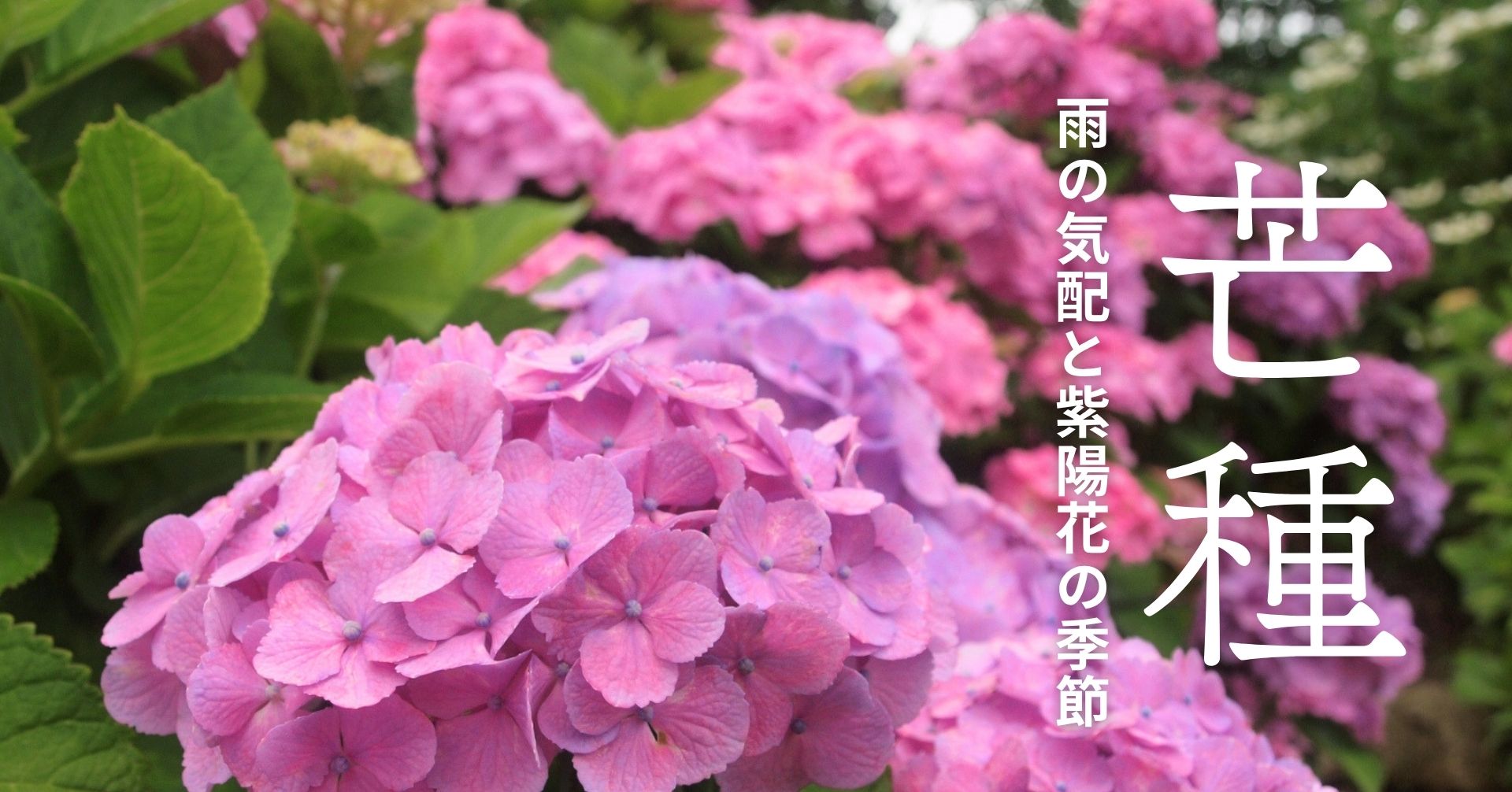 芒種とは？