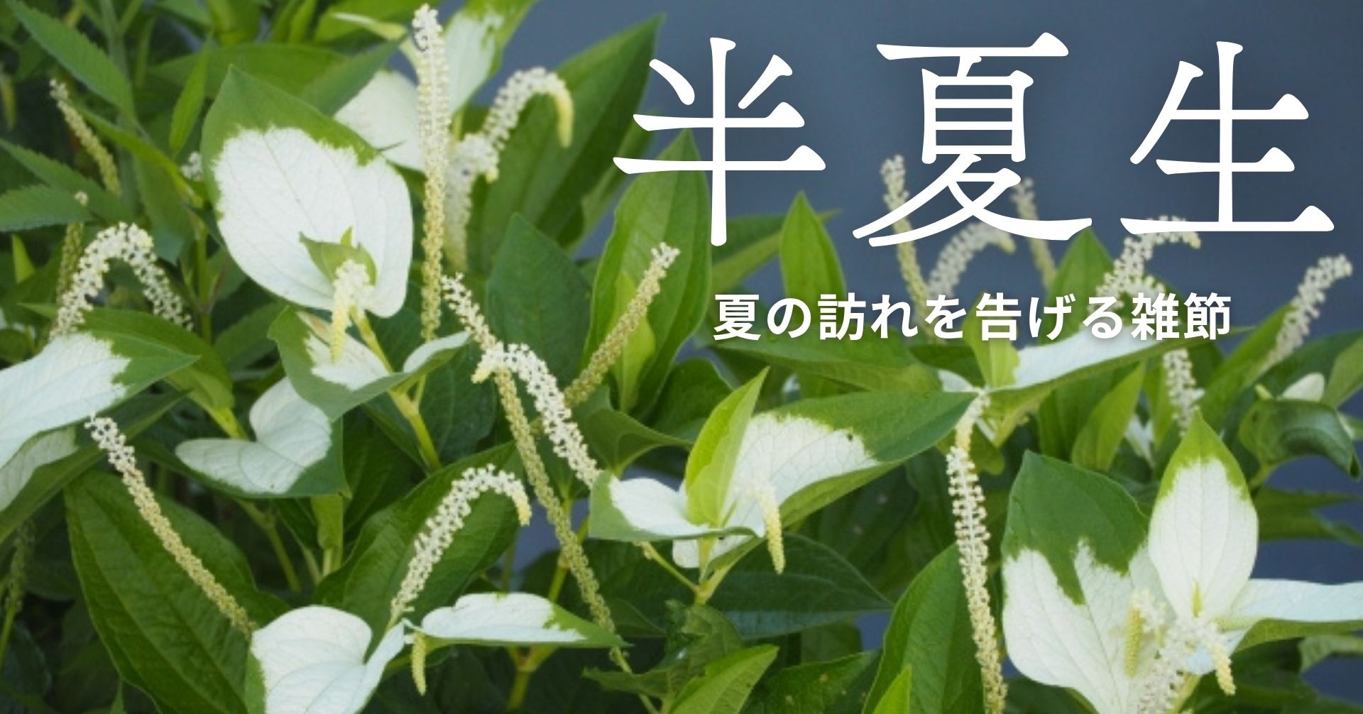 半夏生の群生の画像