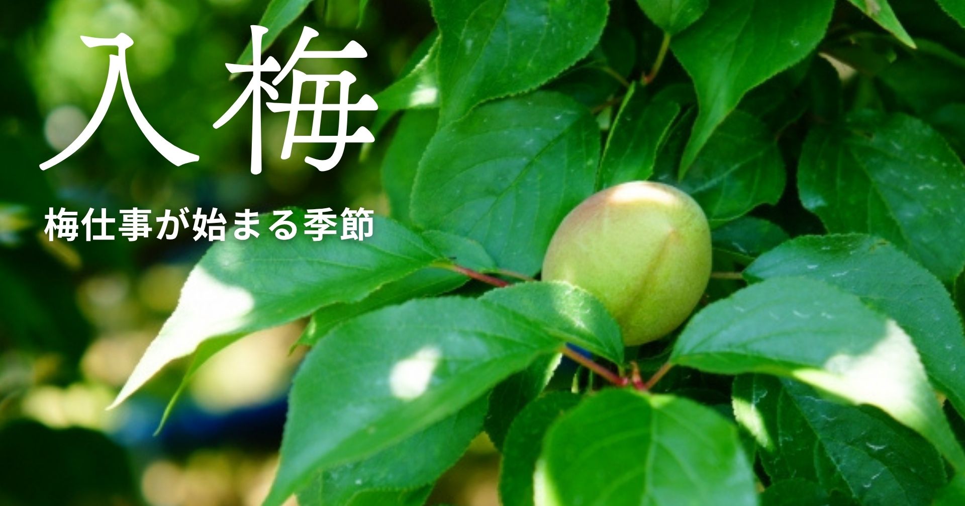入梅とは？