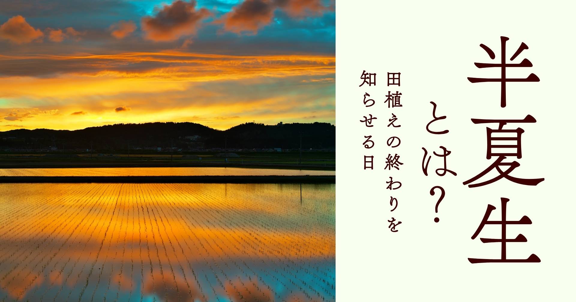 半夏生の夕暮れ画像