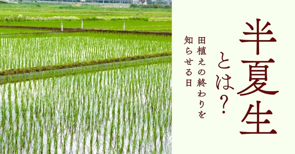 半夏生とは？
