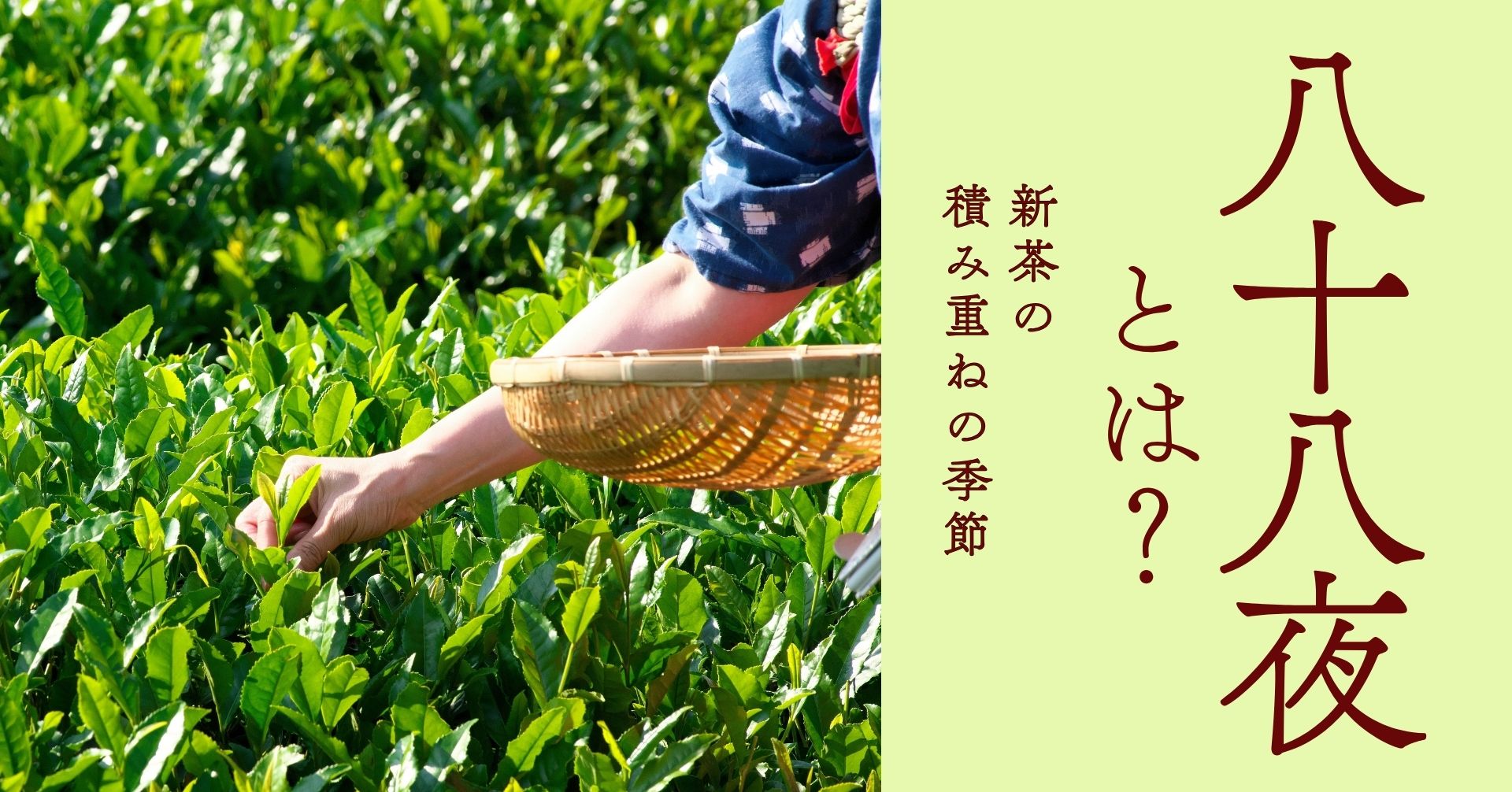 八十八夜の茶摘みの画像