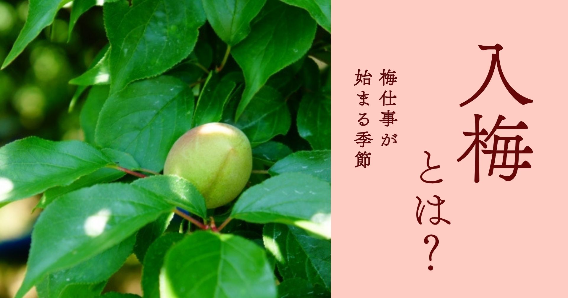 入梅の頃の梅の実の画像