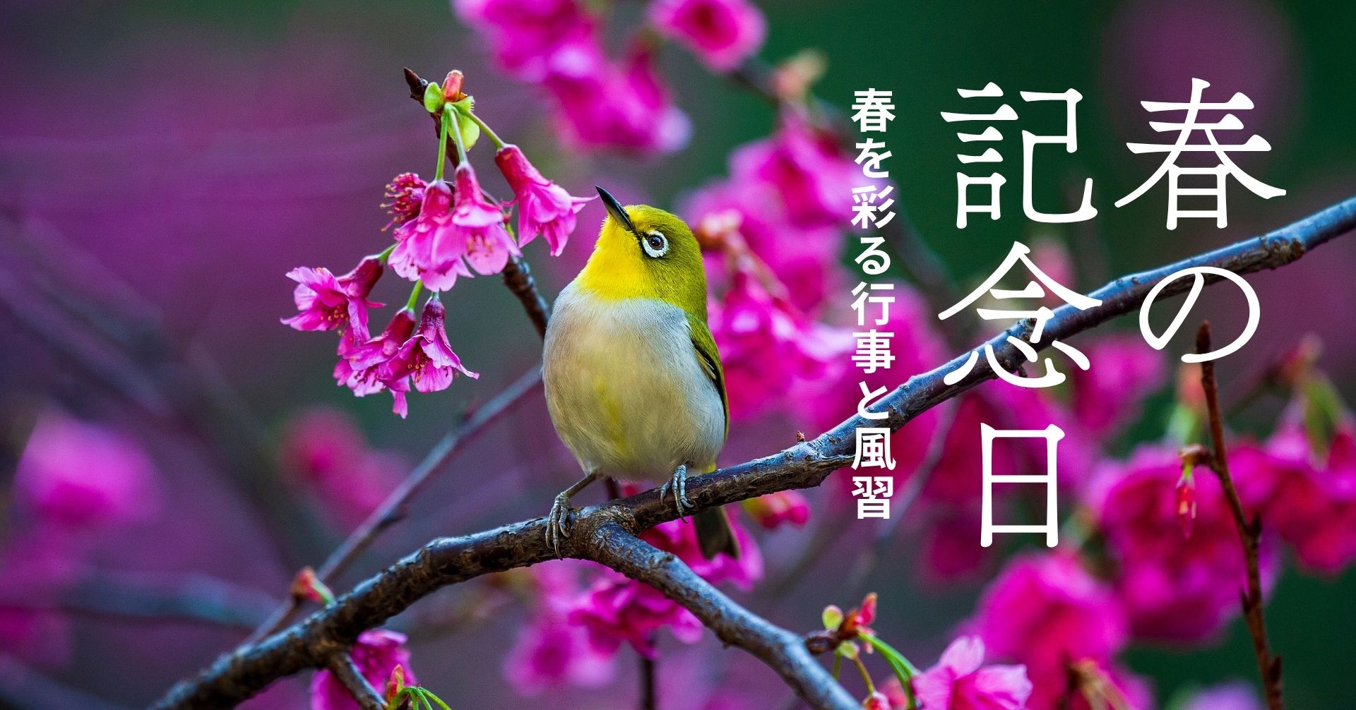 日本の春の画像