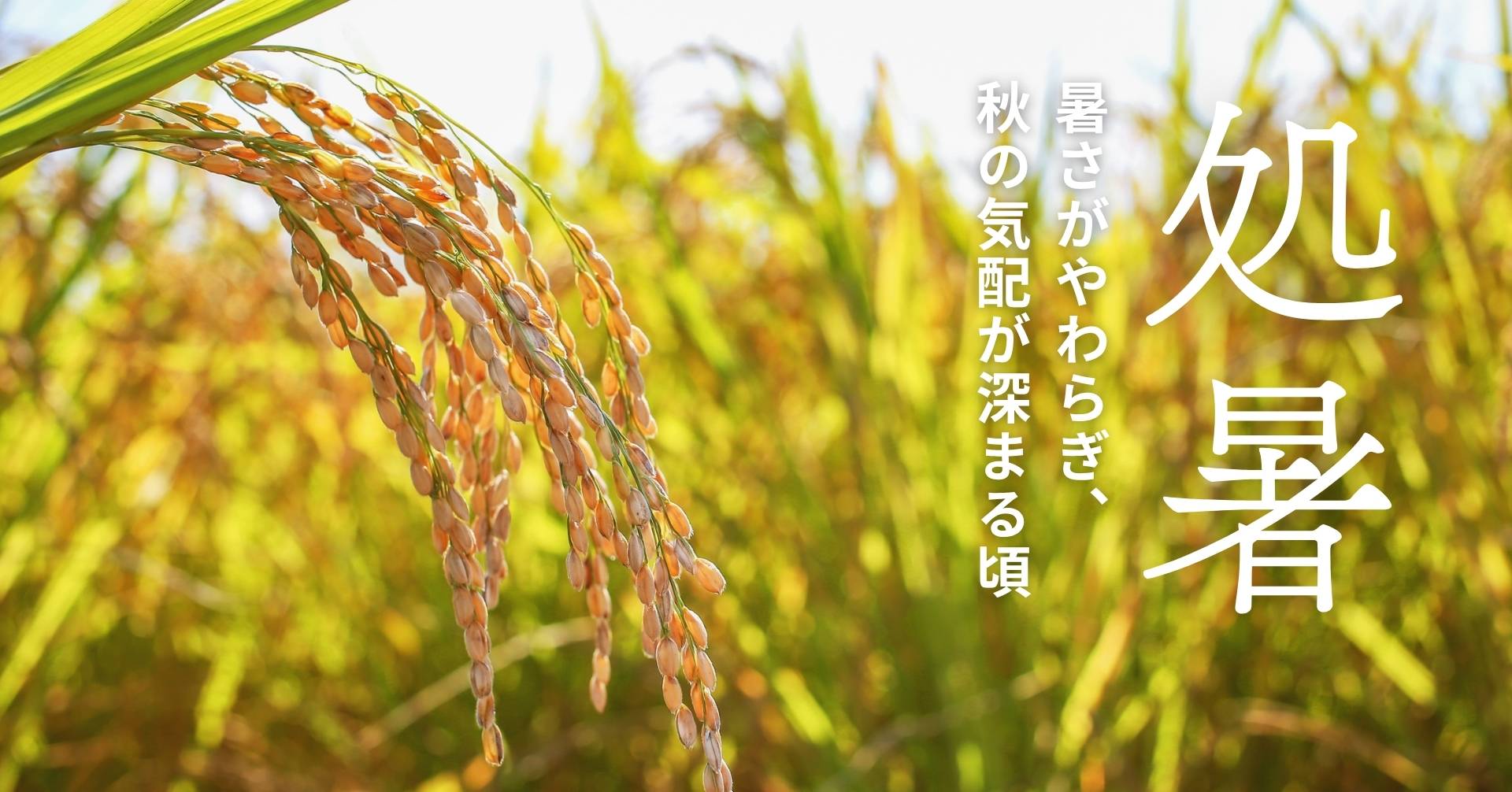 秋の稲穂の処暑の画像